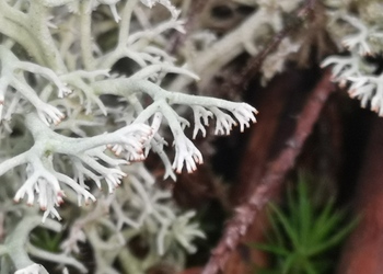 Einseitswendige Rentierflechte (Cladonia arbuscula) - © Bernard Wieser